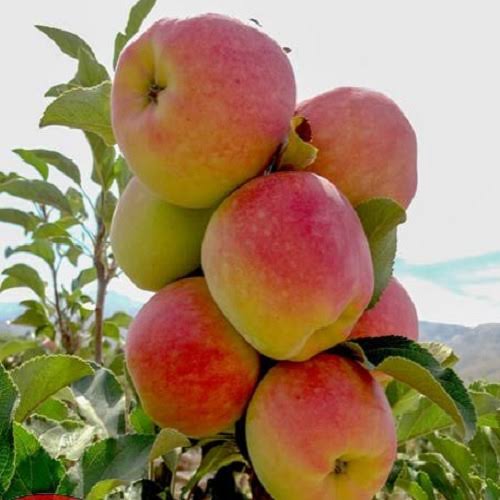 Anna Variety Apple Plants — Apple sapling available at Agro Nursery Garden